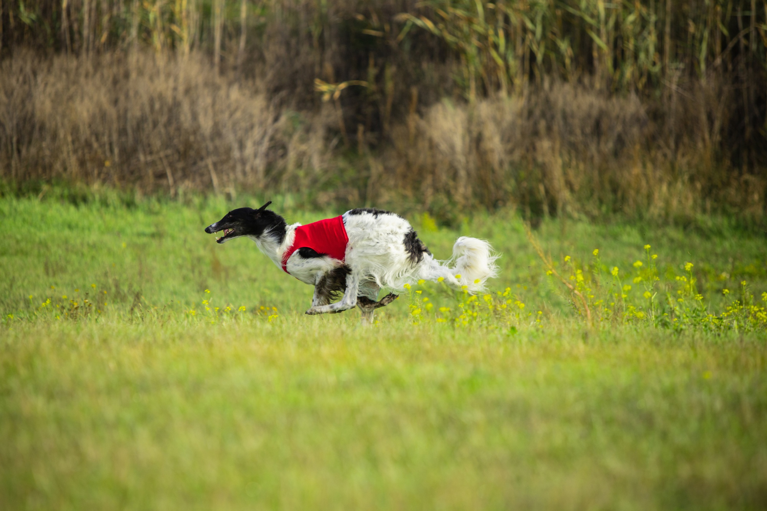 Dog running through lawn