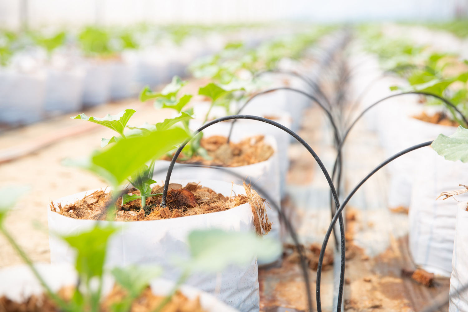 drip irrigation system