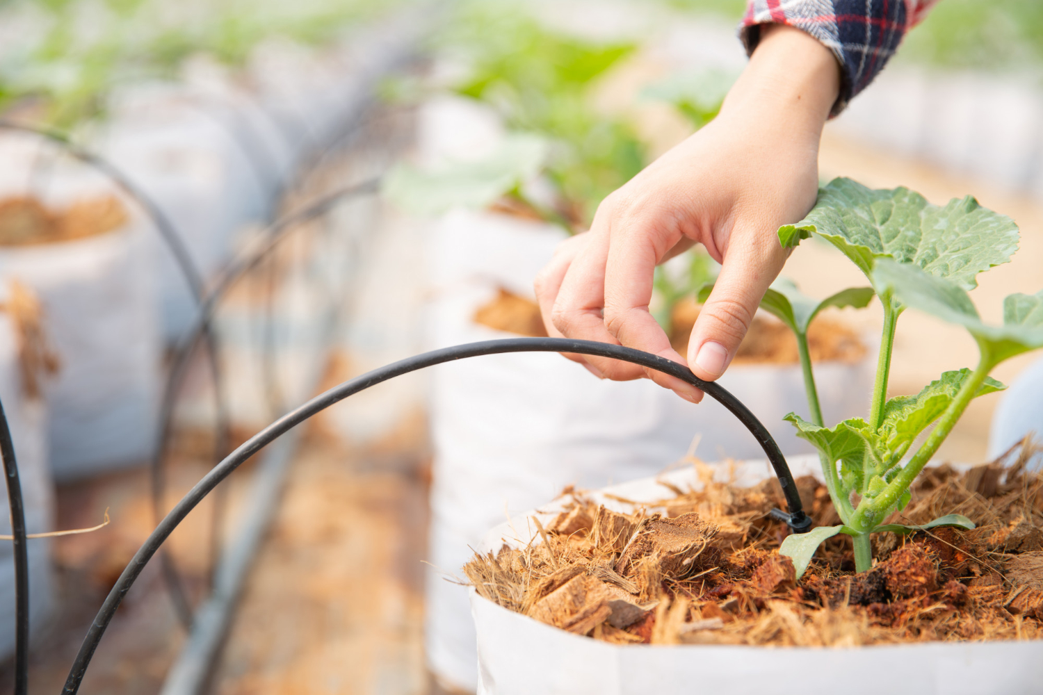 Drop by drop watering garden