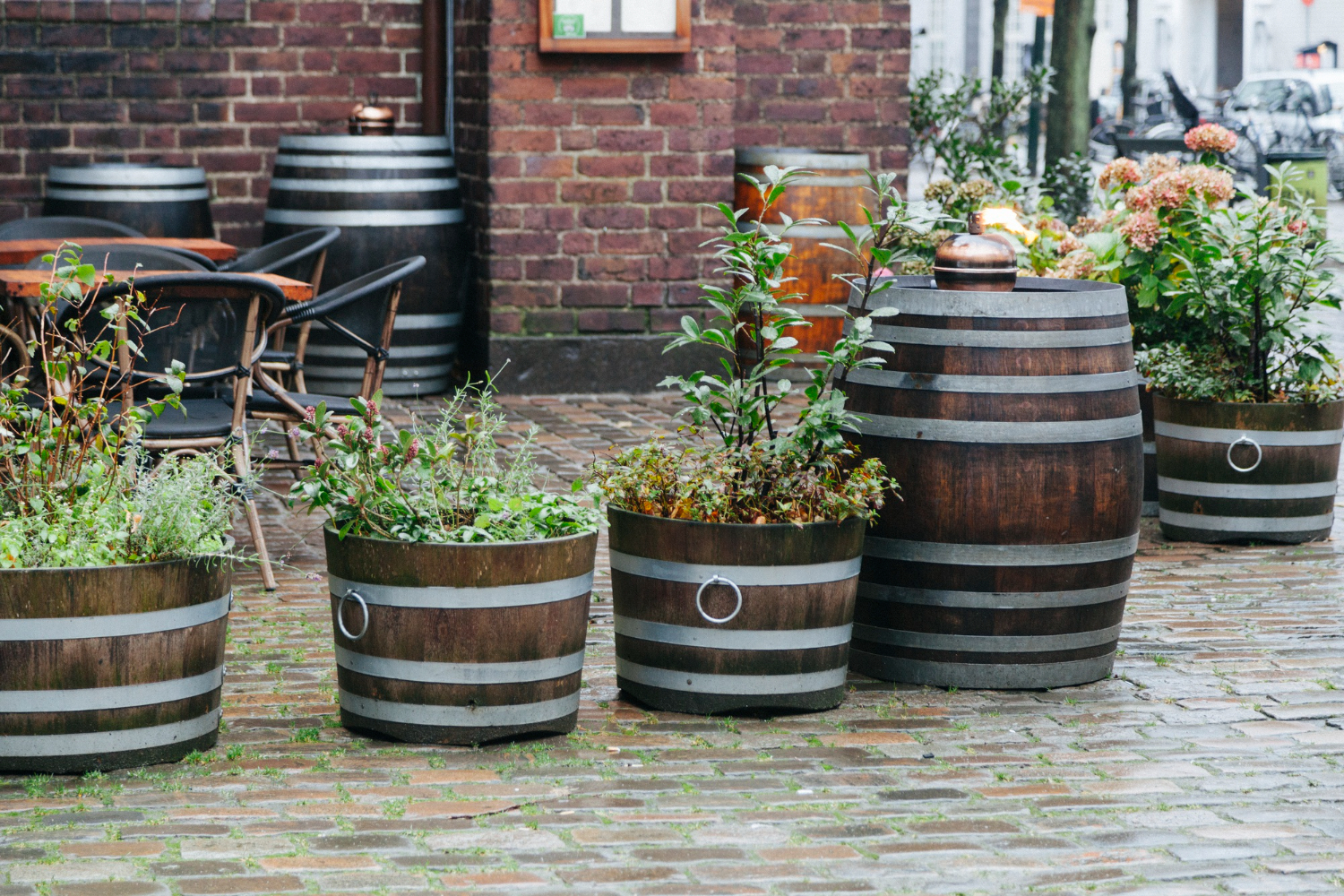 Barrel planters on cobblestone patio