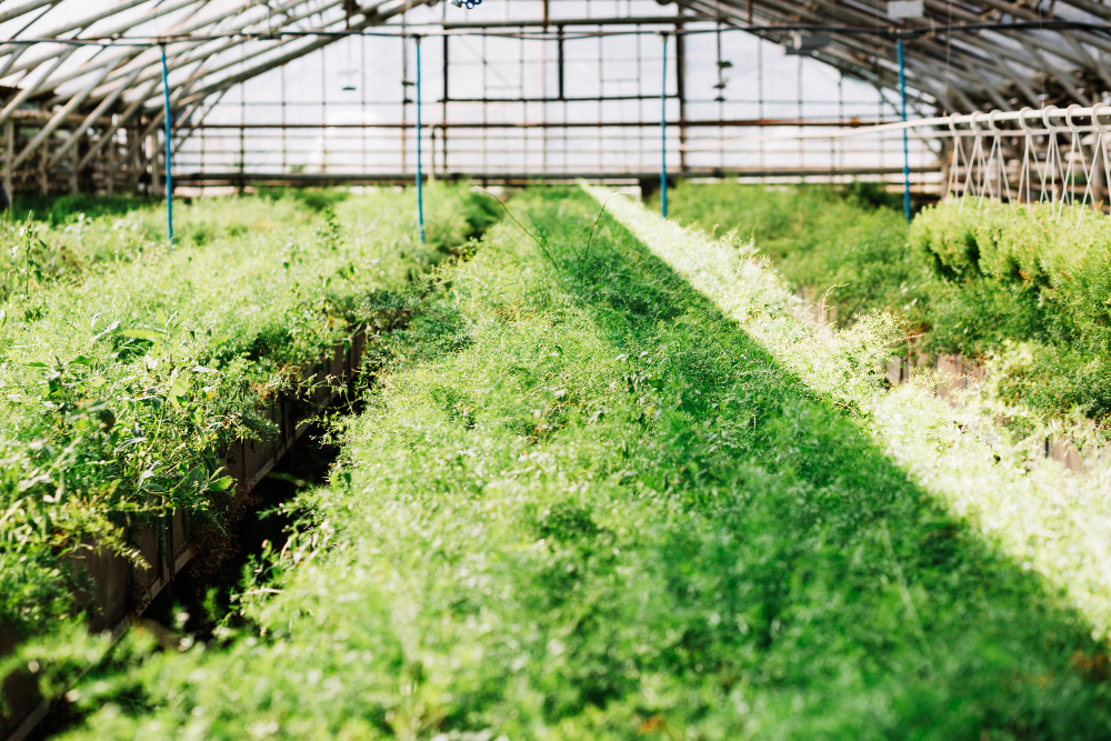 Drip Line Irrigation System