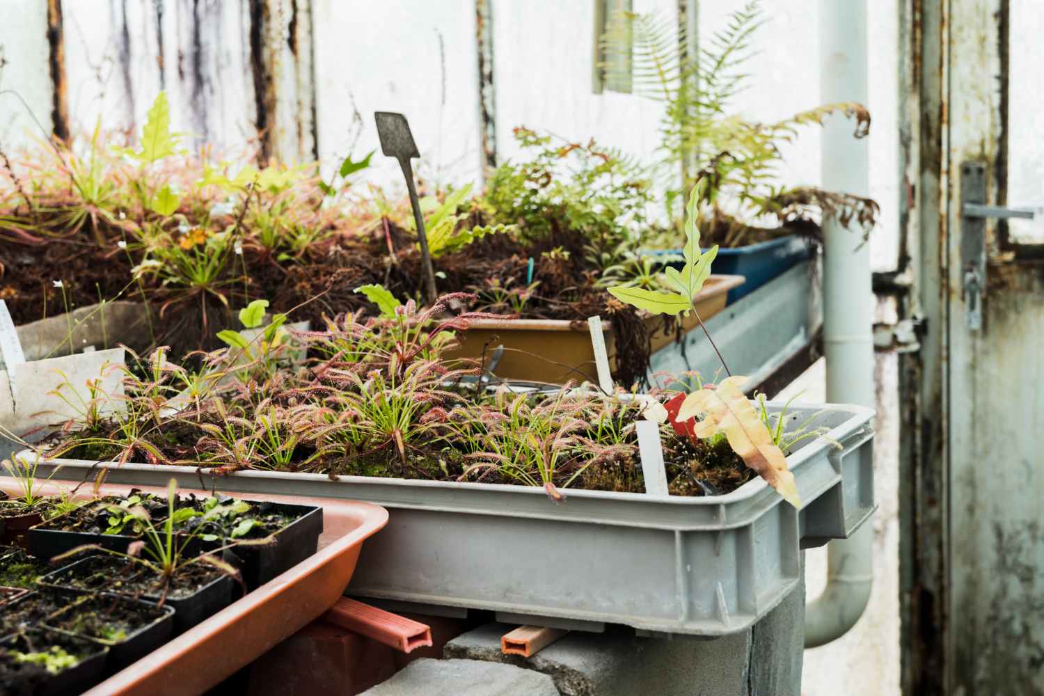 Plants growing in trays