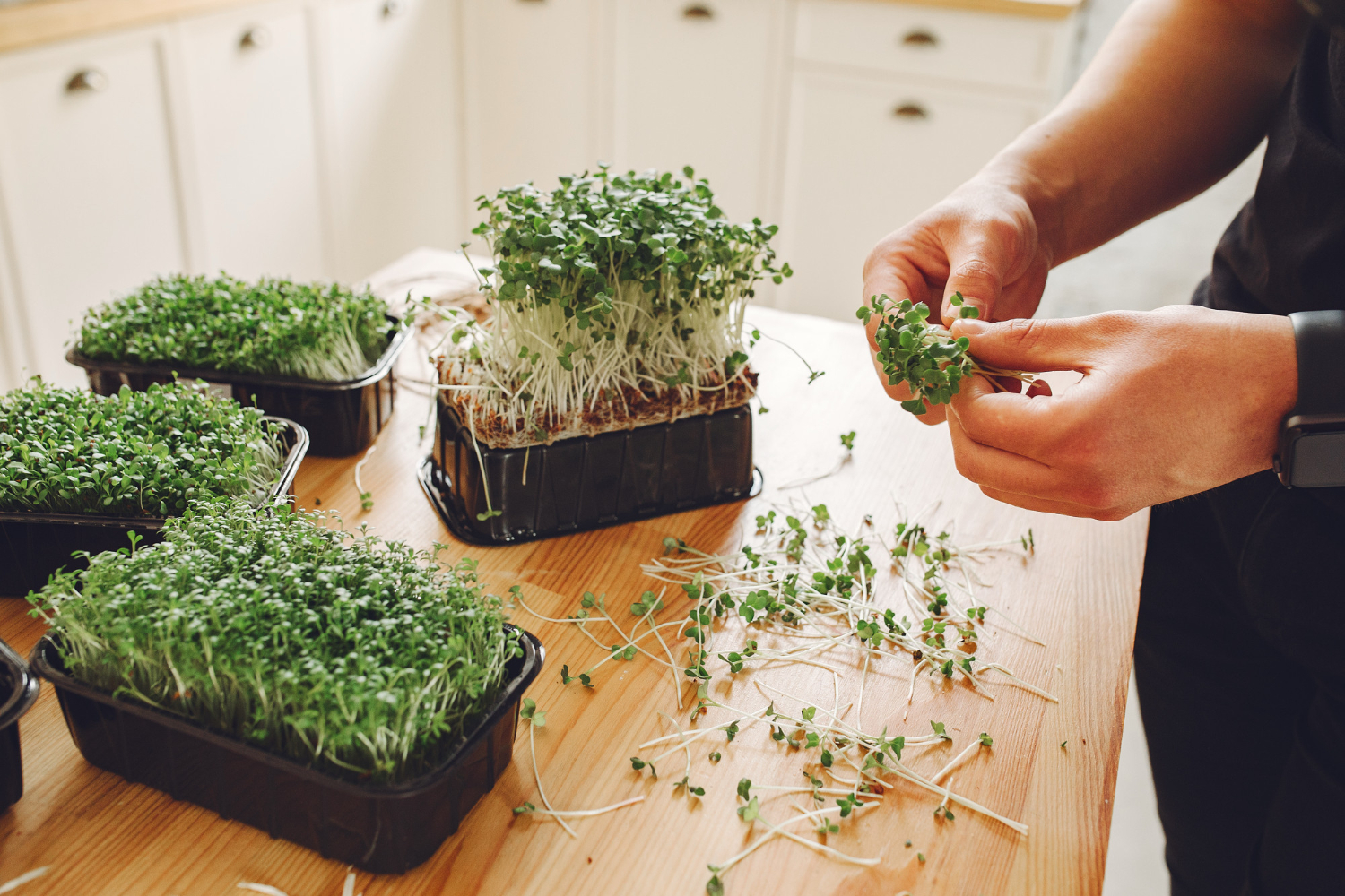 man growing and cutting herbs at home