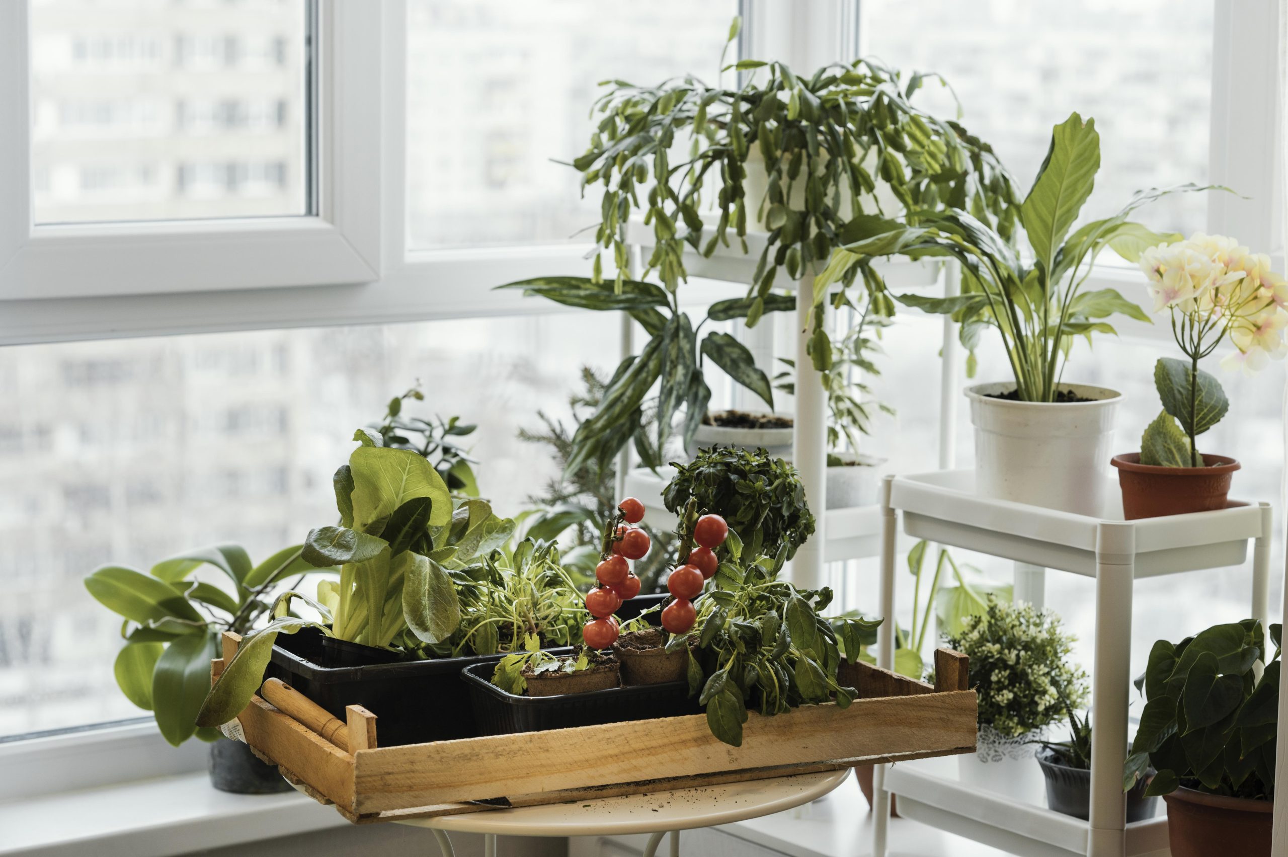 Plants in greenhouse trays