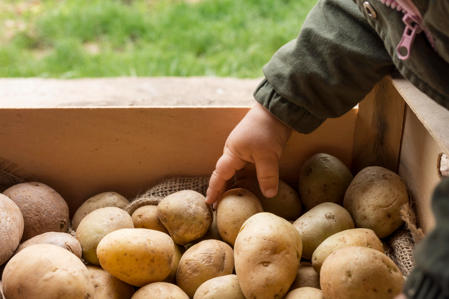 Potato in the box - one of 10 Easy-to-grow vegetables in your Backyard